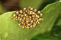 Araneus_ZZXYX_D6061_Z_89_Les Gris_Frankrijk